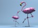 mechanic_flamingo_2.jpg
